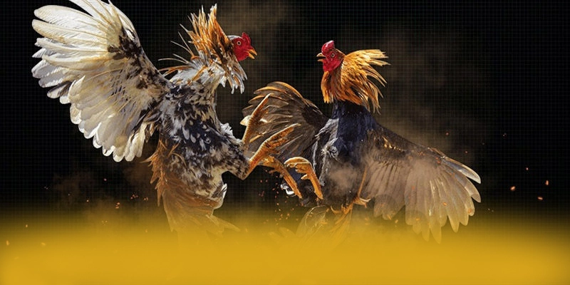 Lợi thế cạnh tranh của BET168 so với các nhà cái khác Lợi thế cạnh tranh của BET168 so với các nhà cái khác